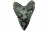 Realistic, 7.4" Carved Labradorite Megalodon Tooth - Replica - #202075-1